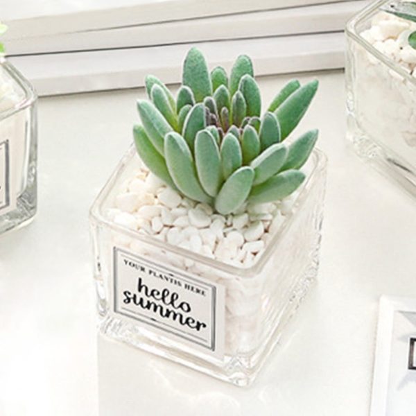Artificial Succulent Plants Leaf Desktop Decoration Portable Stones Glass Bottle - Image 2